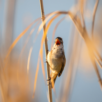 Песня на восходе солнца / Дроздовидная камышовка