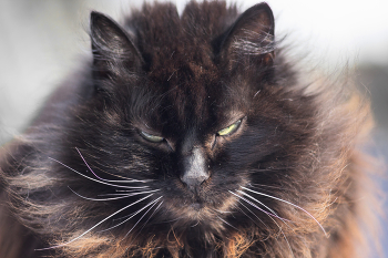 «Безмолвный наблюдатель» / кот из частного сектора