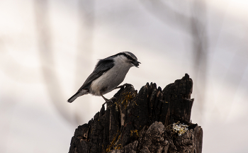 Природа в деталях: поползень, покоривший пень. / ***