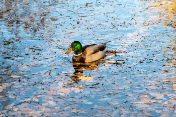 Гатчина. Осень. / ***
