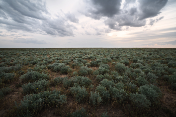 "Ландшафт полупустыни" / Так выглядит типичный ландшафт полупустынь Калмыкии. Основное растение – полынь. Актуальную информацию о моих фототурах я размещаю на канале t.me/arskashkarov