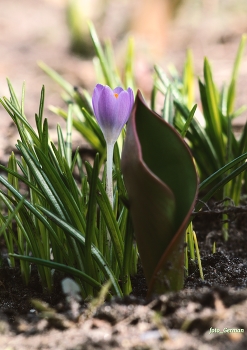 первый крокус / возле подъезда