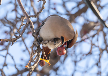 За обедом ! / Свиристели