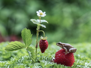 На одной сижу, на вторую смотрю... / На одной сижу, на вторую смотрю...