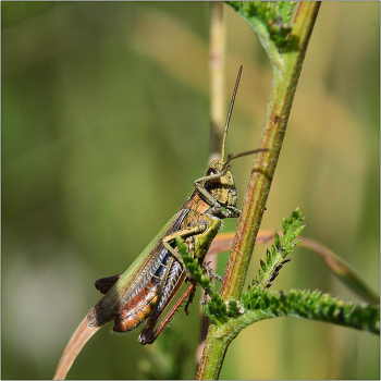 Уф-ф... Жарко. / Отряд Прямокрылые (Orthoptera) Передние крылья кожистые, с хорошо выраженными жилками, обычно складываются крышеобразно . Задние крылья перепончатые. Задние ноги прыгательные. Более 24 000 видов, из ник около 80 в Европе.