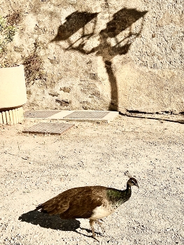 &nbsp; / Peacock in the castle