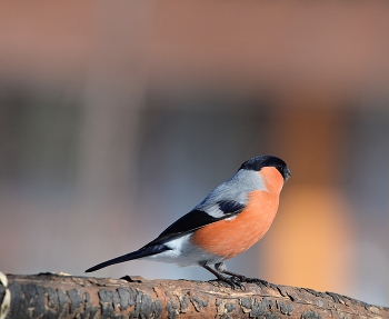 Снегирь / весна, птицы