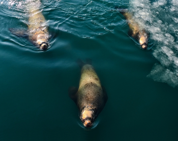 тройка нападающих / Берингово море. Сивучи-попрошайки преследуют судно , выпрашивая рыбку!))