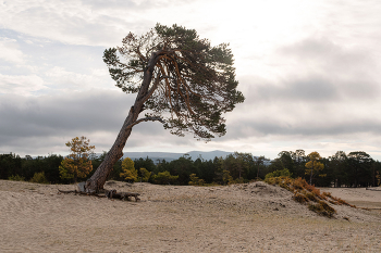 Дерево, помнящее прошлое / Остров Ольхон, Байкал