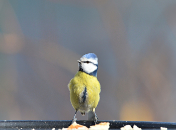 Крутой парень / весна, птицы