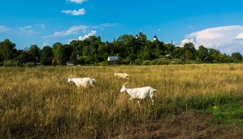 Ро Руси / лето, Костромская область, пейзаж