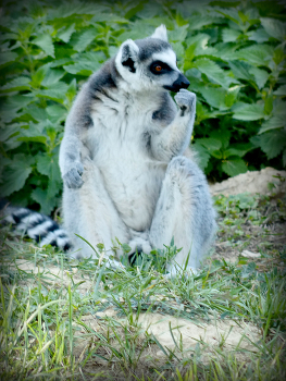 Я вам покажу!!! / ***