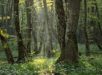 Весеннее утро / В лесу