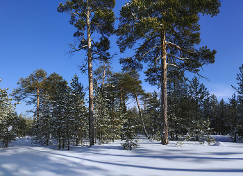 Март - месяц солнечной зимы... / Панорама из 3-х вертикальных кадров, снятых на смартфон.