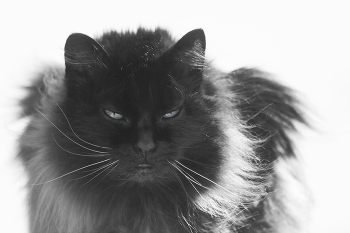 "Чеширский кот". / Два раза снимал этого кота или кошку, но так и не понял, ху есть ху ?! Причем в первый и второй день съемки он (она) сидел на одном и том же месте, дремал. Когда подходил разбудить его, протягивая руку к голове, чтобы снять с открытыми глазами, этот кошка начинал тереться мордочкой о забор. По моему опыту могу предположить, что такое поведение свойственно только кошкам.