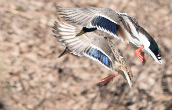 Тангаж, танго... / ***
