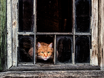 рыжий и окно / Город Лесной, осень