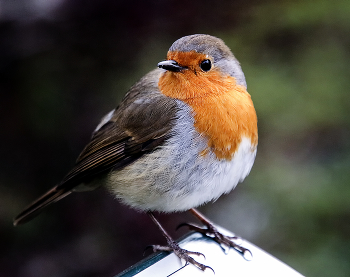 Зорянка / ***