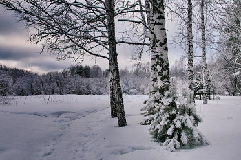 Пасмурное утро. / Томская область.