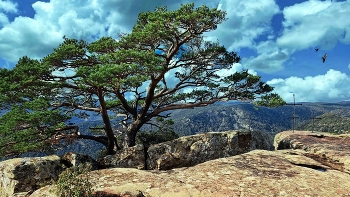 &nbsp; / Rojals (Montblanc) - Mola d'Estat - Conca de Barberà