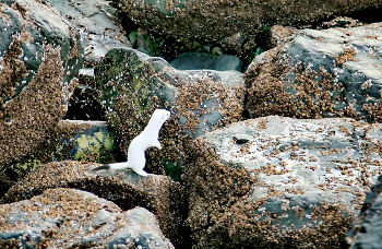 партизан........))) / - Человека видишь?
- Нет..
- А он тут!
Осенью, в северо-западной части Камчатки.