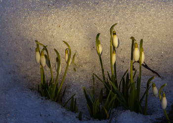 на закате / в огороде