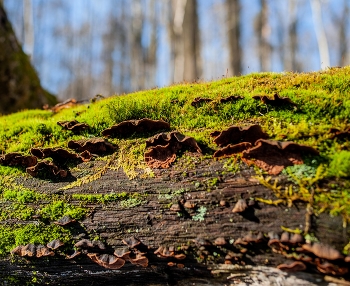 первые после снега / ***