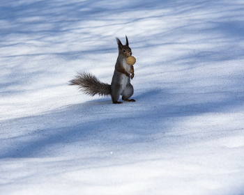 Куда бы спрятать? / Наст уже держит даже с трофеем.