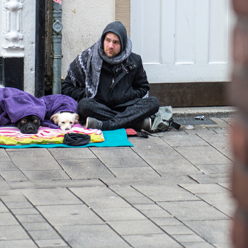 Собачья жизнь / ***