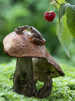 Лягушачьи нежности) / Лягушачьи нежности)