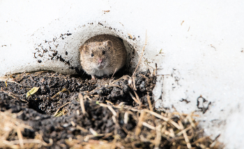 И была у мышки избушка ледяная... / ***