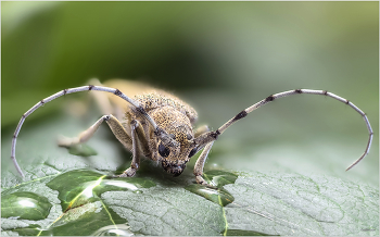 &nbsp; / Большой осиновый скрипун (Saperda carcharias)