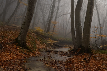 Утро в лесу / Осень