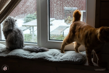 " - Мяу, я обиделась" )) / " - Мяу, я обиделась" ))
Снято: 9.03.2026 года
Модель: кошечка Даша и котик Батон
Фотограф: Анастасия Белякова