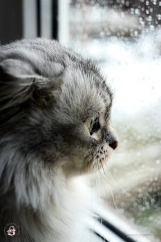 Киношный взгляд / Киношный взгляд
Снято: 9.03.2026 года
Модель: кошечка Даша
Фотограф: Анастасия Белякова