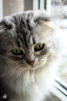 Кошечка Даша / Снято: 9.03.2026 года
Модель: кошечка Даша
Фотограф: Анастасия Белякова