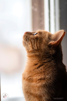 "Батон смотрит на птичку" / "Батон смотрит на птичку"
Снято: 22.02.2026 года
Модель: котик Батон
Фотограф: Анастасия Белякова