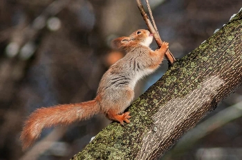Белка. / Слизывает с ветки древесный сок.