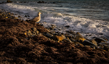 На берегу пустынных волн / ***