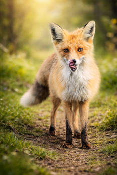 На тропинке / ***