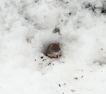 дикая , лесная мышь / ***