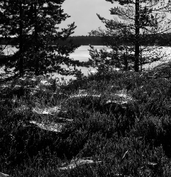 После дождя / ***