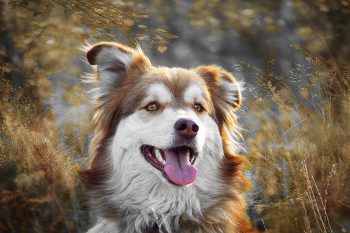 Мила / Австралийская овчарка (аусси) — порода, изначально выведенная для работы с домашним скотом. Рассмотрим, в чём заключается «работа» этой собаки и её рабочие качества.

 1. Пастушья работа

Австралийская овчарка выведена как пастушья собака. Её ключевые задачи:

* Контроль за стадом: аусси самостоятельно следит за скотом, не давая животным разбегаться.
* Направление движения: собака ловко направляет овец или коров, используя ловкость, манёвренность и «пастуший взгляд» (характерный пристальный взгляд, который успокаивает и удерживает животных).
* Защита скота: оберегает стадо от хищников и посторонних.
* Сбор разбредшихся животных: быстро находит и возвращает отбившихся особей.

2. Рабочие качества

* Интеллект и обучаемость: входит в топ-10 самых умных пород, быстро усваивает команды, способна принимать самостоятельные решения.
* Выносливость: способна работать часами без устали, выдерживая длительные перегоны скота.
* Ловкость и атлетизм: отлично прыгает, маневрирует между животными, преодолевает препятствия.
* Чувство территории: чётко понимает границы пастбища, не даёт скоту выходить за них.