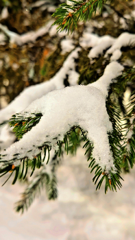 Снежный кадр / ***