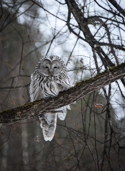 Длиннохвостая неясыть. / ***