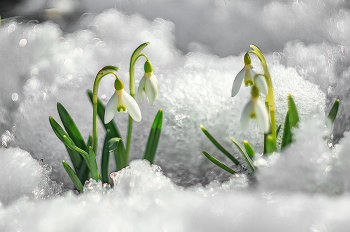 Первые цветы. / подснежники