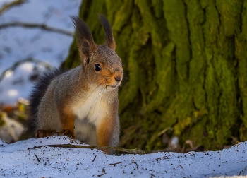 Весенний портрет ) / ***