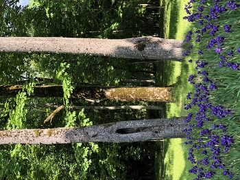 Белорусская весна / ***