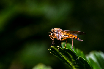Бекасница. / ***