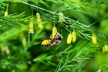 Пчела на спарже. / ***